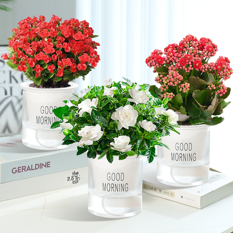 치자나무 + 카멜리아 + 철베고니아 + 굿모닝 화분 3개 + 영양액