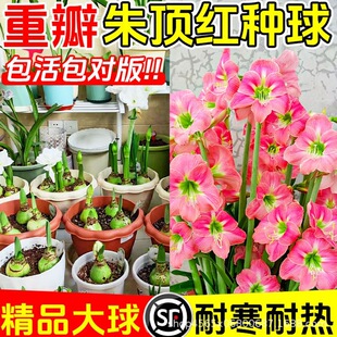 ��피t�ذ�N�򰢸�����피t���Ԏ��������҃��̨�Gֲ����B�׻�