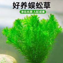 ����ˮ��ֲ���B���~���쾰�~�ݸ׃�ˮ�Gֲ�����B�~�G�պ󾰲�