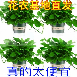 盆景;女士手提包;女士斜挎包