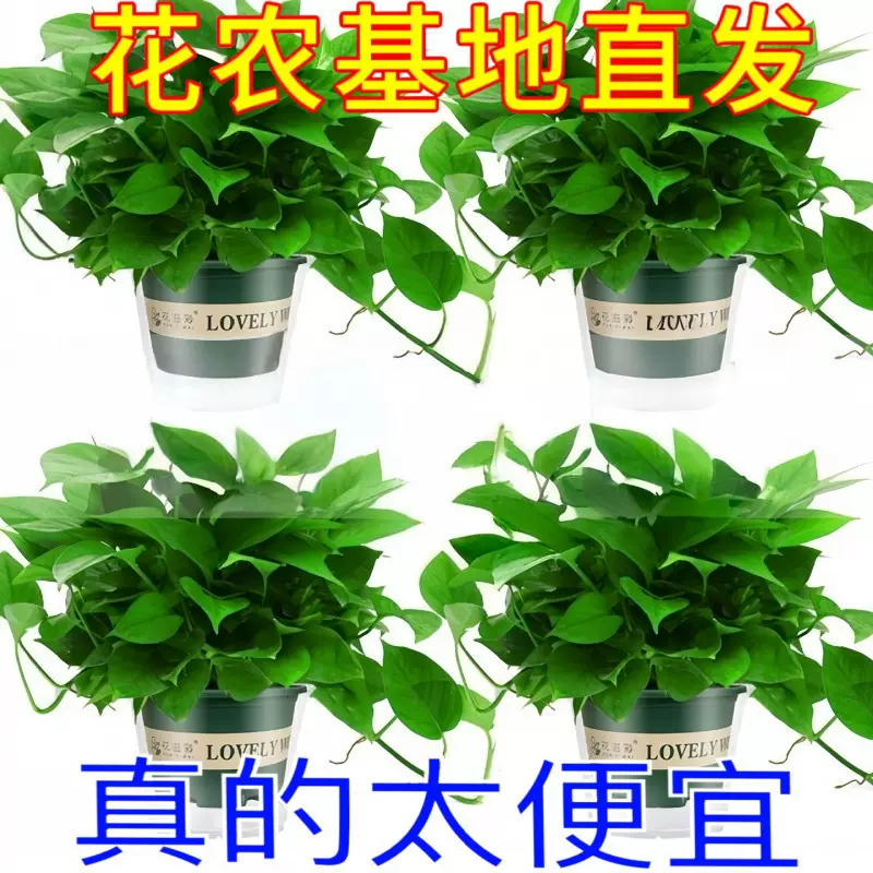 绿萝大盆栽室内植物新房家用吸除甲醛净化空气土培绿植花卉长藤绿