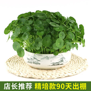 Money Grass with Leaves, Hydroponic Potted Plants, Indoor Small Green Plants, Florals, Water-Raised Money Grass Seeds, Aquatic Plants, Easy to Grow in All Seasons