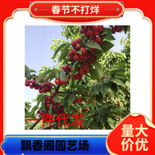 ���_˹��̖������� �޽Ӱ��� ɽ�|܇���Ә���������l��Ʒ�N�r��