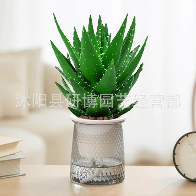 Curacao Aloe Vera sala de macetas belleza irrigación piel verde escritorio de oficina carne ciudad que nunca duerme Aloe Vera flores cactus