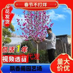 һ�����l���m���玧�����t���S�����m����ͥԺ����G����������ֲ