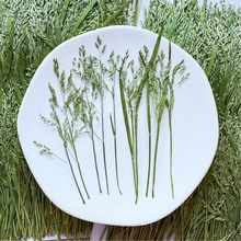早熟禾 禾本小野草 压花植物干花真花叶标本相框台灯贴画滴胶押花