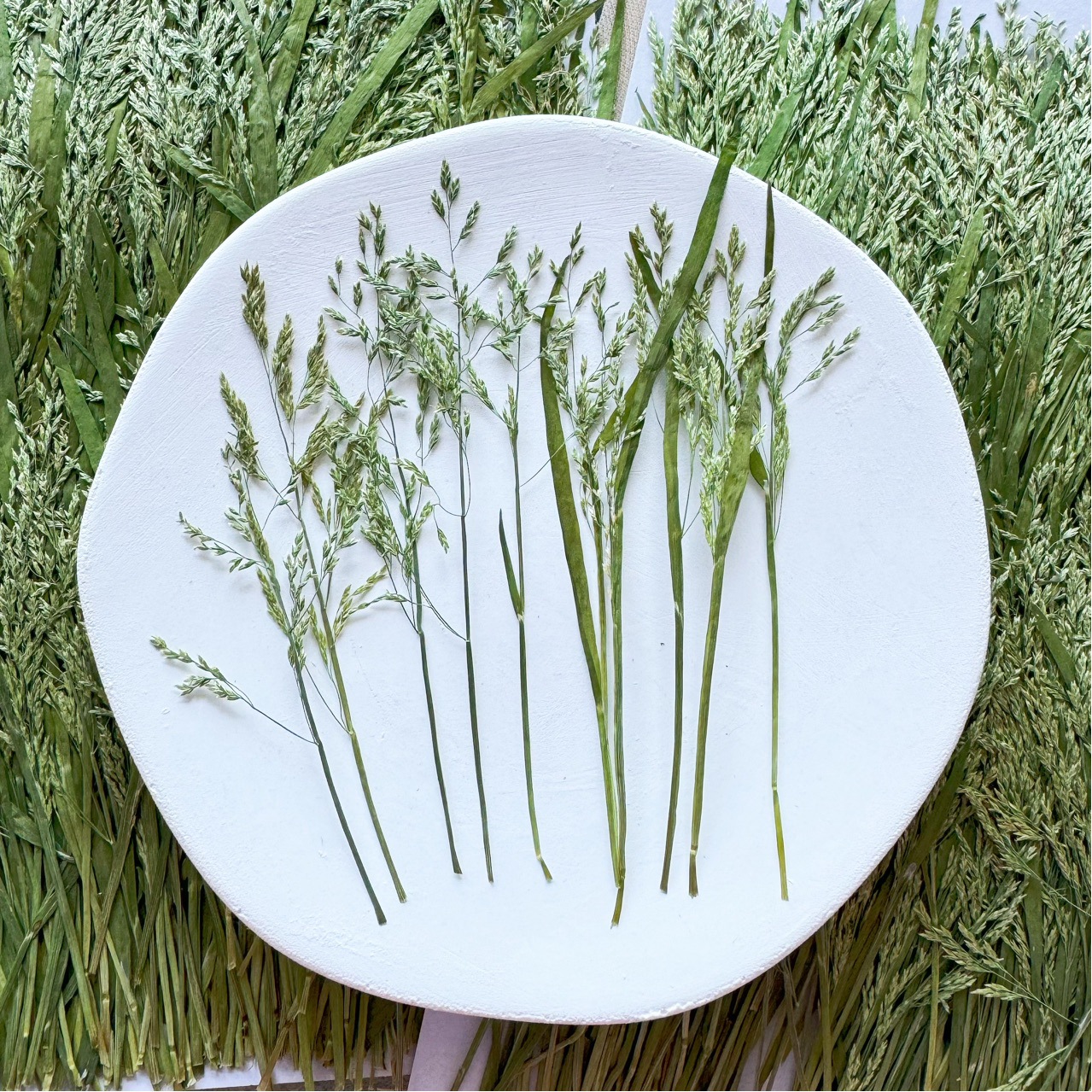 早熟禾 禾本小野草 压花植物干花真花叶标本相框台灯贴画滴胶押花