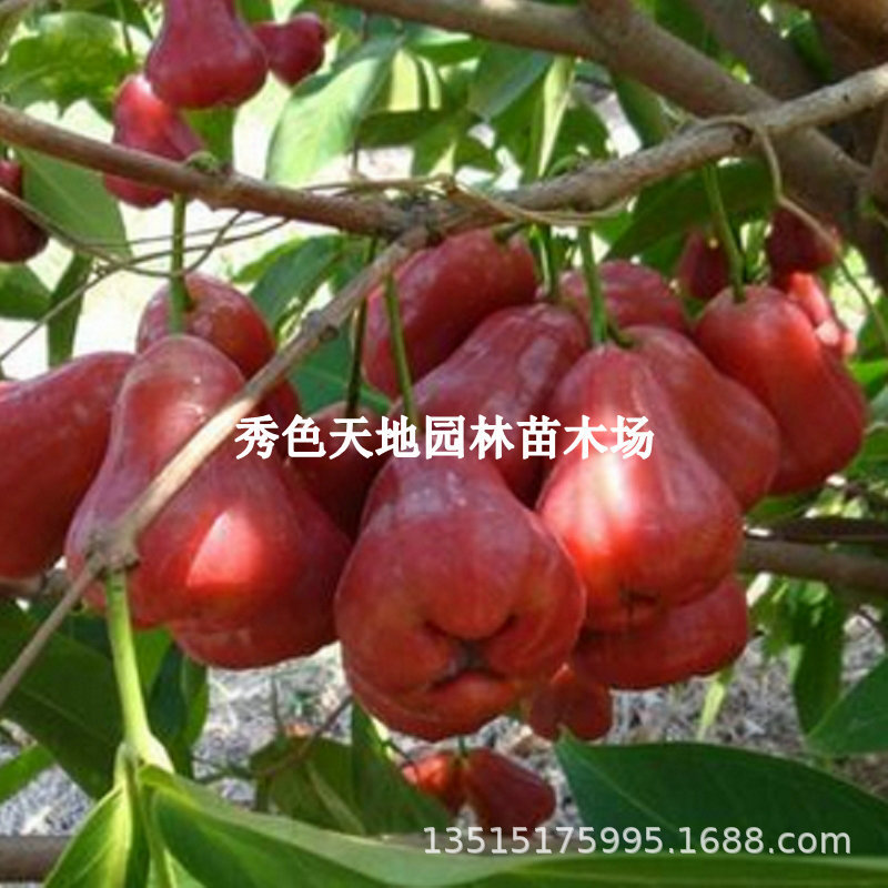 香水巴掌莲雾树苗嫁接四季新品南方带土带叶果树庭院地栽当年结果