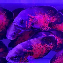 地图鱼鹦鹉鱼活鱼热带鱼套餐中大型观赏鱼宠物鱼淡水猪仔鱼套