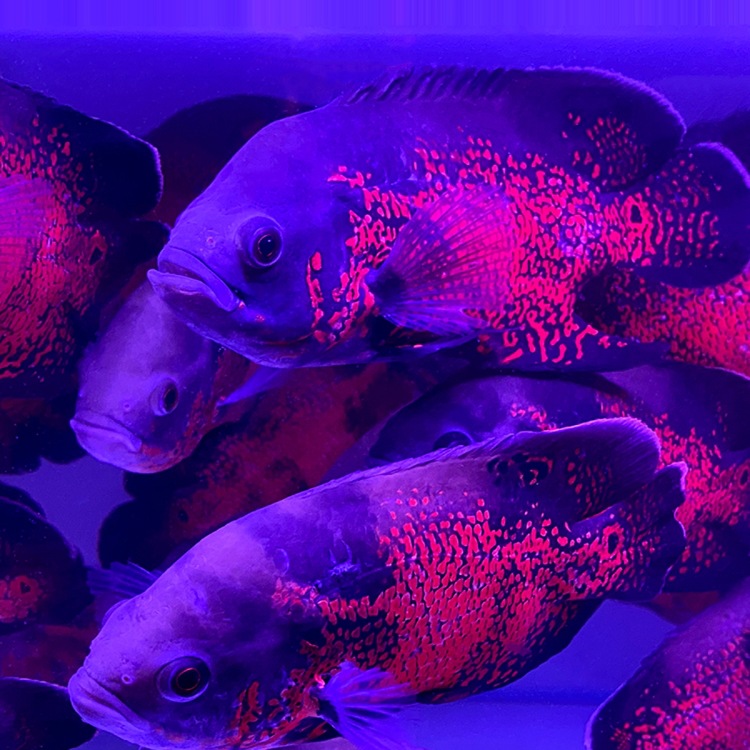 地图鱼鹦鹉鱼活鱼热带鱼套餐中大型观赏鱼宠物鱼淡水猪仔鱼套