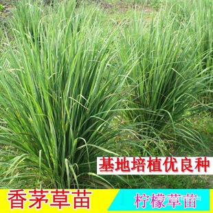 ���r�������ʲ������r��é���� ��é�� ��é�ݷN��ֲ��ͥԺ�̨