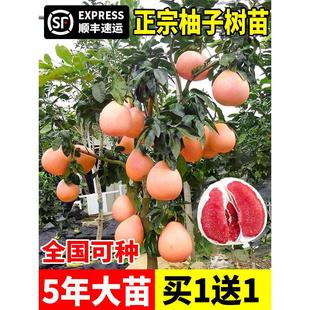 ���ڼ޽����Ә���t���������Ե����ϱ����Nֲ���t�����箔��Y��