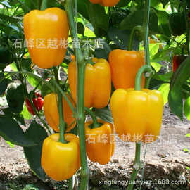 黄炫彩甜椒种子橙色大果金色辣椒种黄灯笼椒彩椒种子青椒蔬菜种子