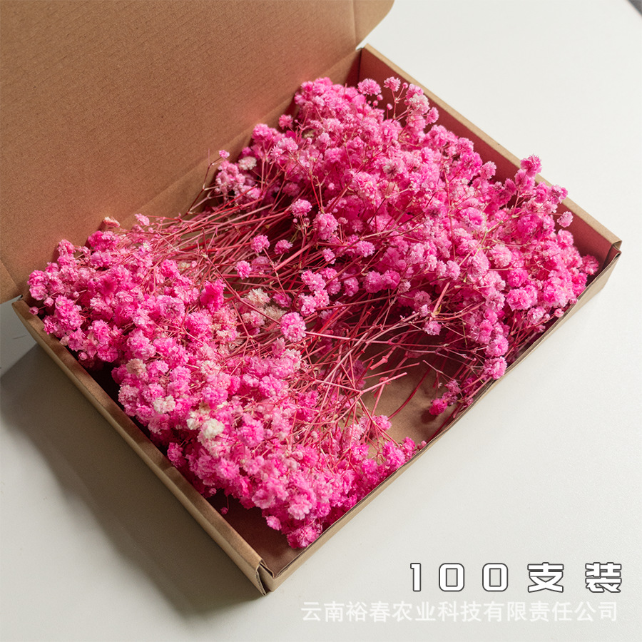 핑크 안개꽃 100개입 상자