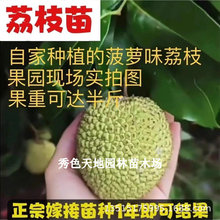 马贵荔枝苗菠萝味荔枝树苗菠萝蜜苗盆栽泰国无核荔枝果树果苗带土