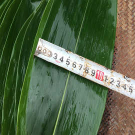 新鲜粽子叶批发家用粽叶家庭装特大号粽叶纯野生湖北粽叶商用E18