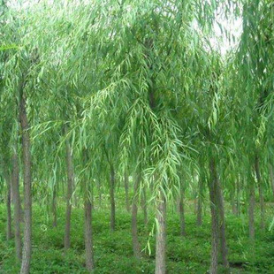 Direct Sales from the Base of Green Willow, Fast-Growing Green Willow Seedlings, Street Landscaping and Greening Seedlings, Complete Specifications