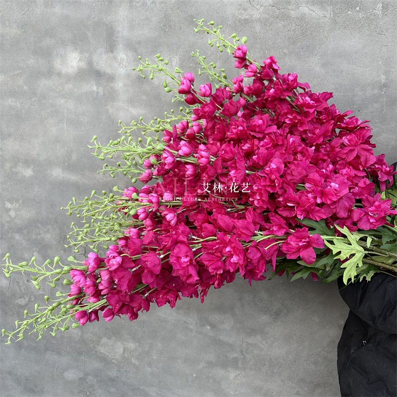 Extra large delphinium
