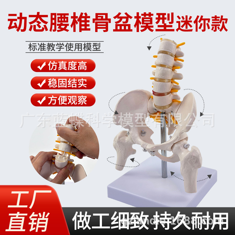 ��̬������׵����ģ�͹ؽڿɻ�������СŮ�Լ������Ľ�ѧ�Ǽ�