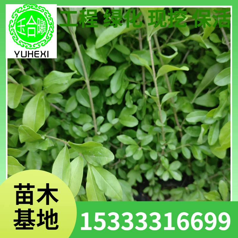 Поставка водяных восковых валов, садовых кустарников, водяных восковых валов в Северо-Востоке, водяных восковых шариков, питательной чашки водяного воска, водяного воска.