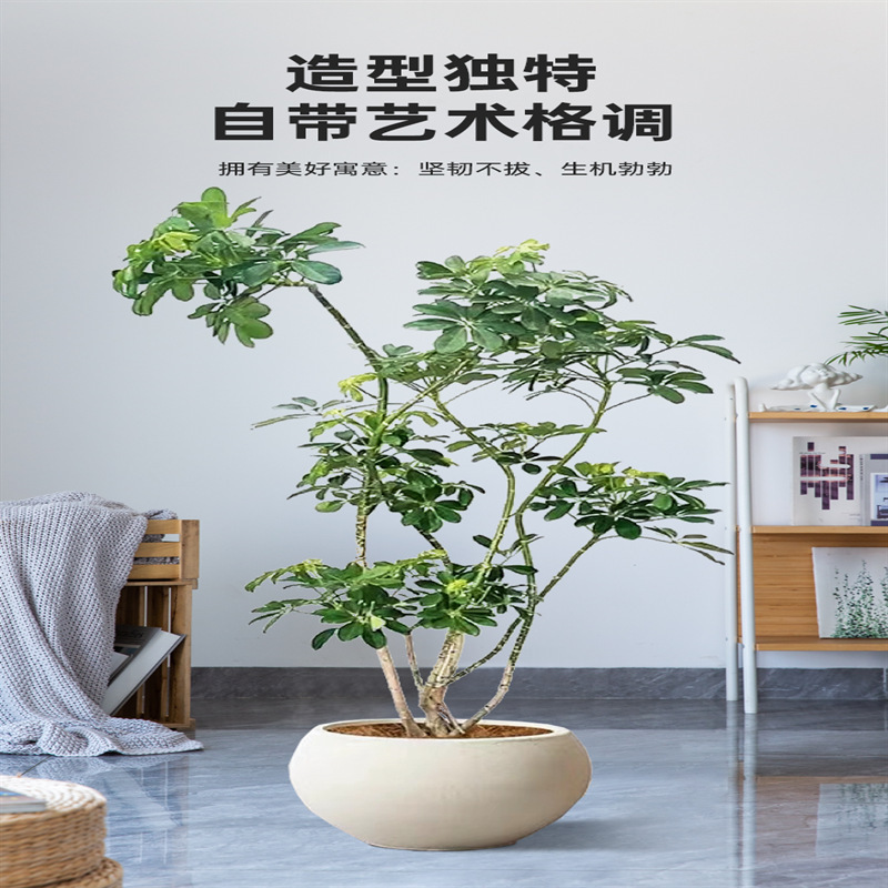Large Potted Ficus Elastica for Living Room, Indoor Floor-Standing Evergreen Plant for All Seasons