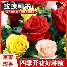 红玫瑰花种子 绿植盆栽花卉鲜花种子盆栽地栽四季种子 月季种子