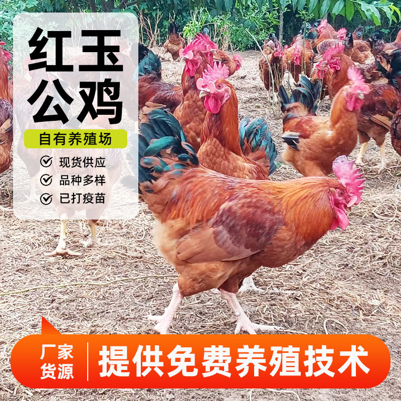 批发农家散养红玉公鸡苗 红玉公鸡苗笨鸡受精种蛋散养红玉大公鸡
