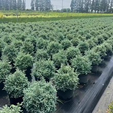 蓝湖柏盆栽庭院造景耐冻花园植物蓝色波尔瓦树苗花镜耐寒零下20