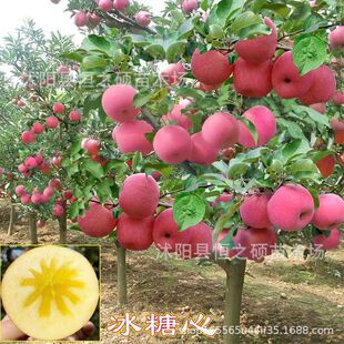 ��Ʒ�N�½������K�������O����޽��O�������ϱ��Nֲ���䮔��Y��
