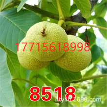 |һ̖8518޽شƤҘϱļNֲ