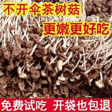 不開傘茶樹菇批發農家特產干貨優質無硫新貨多規格