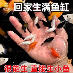 Live Mary Ball Freshwater Cold Water Fish, Easy to Breed, Easy to Raise, Tropical Ornamental Fish, Novice Fish