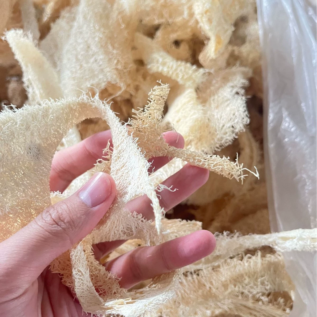Organic loofah, material, wholesale