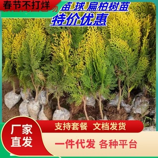 һ�����l����ؘ��� ������� ����� �е�ͥԺ�G�h��ľ���̾G��