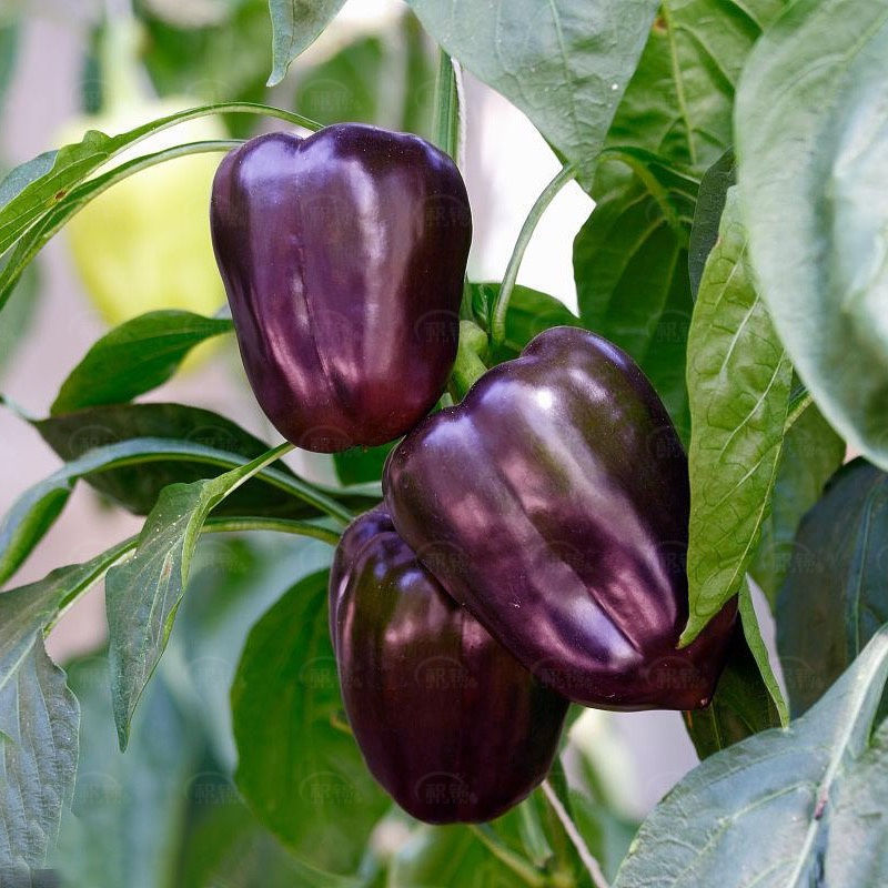 紫色甜椒种子菜椒紫彩甜椒辣椒籽甜脆盆栽春季夏阳台四季蔬菜种籽