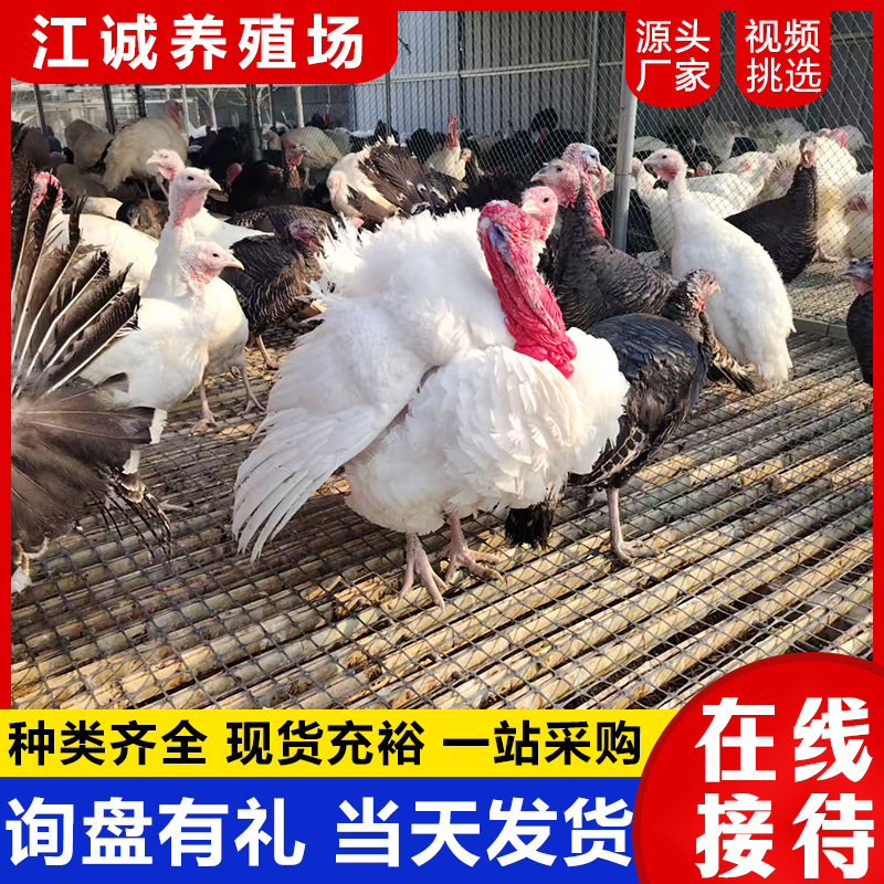火鸡苗活体 散养火鸡 成年青铜火鸡贝蒂娜火鸡 巨型尼古拉火鸡养