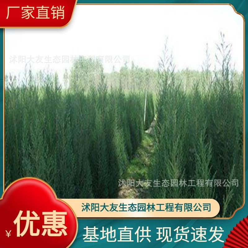 Базовые оптовые продажи саженцев шипа сосны собственного производства Живописный пейзаж дорога сад инженерные Зеленые саженцы