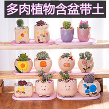 多肉植物组合盆栽办公室桌面防绿植花卉含盆带土新手套餐外贸批发