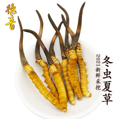 excellent fame fresh Cordyceps Tibet Nagqu Cordyceps 2021 Annual vacuum Gift box packing fresh Cordyceps