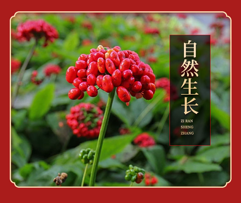 Changbai Mountain Forest-Grown Ginseng Sun-Dried Whole Roots 6 Roots Gift Box for Soup and Wine in use