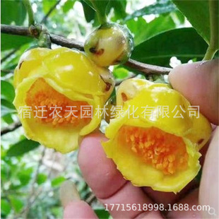 ���ǽ𻨲�������F�軨���Խ��SɫƷ�N�̨ͥԺ���ܾGֲ�ͺ����B