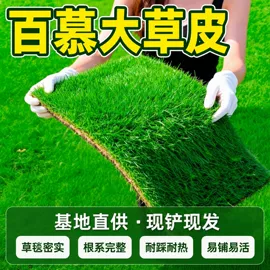 盆栽;乔木;园林果树