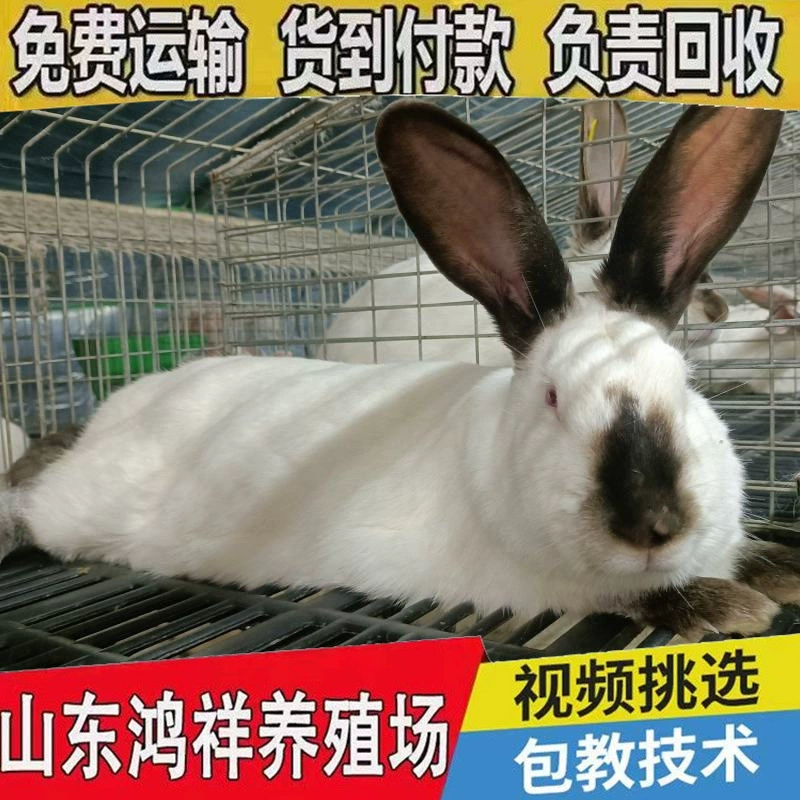 鸿祥 Meat rabbit breeding base wholesales live Ira meat rabbits all year round and sells pregnant female rabbits at low prices