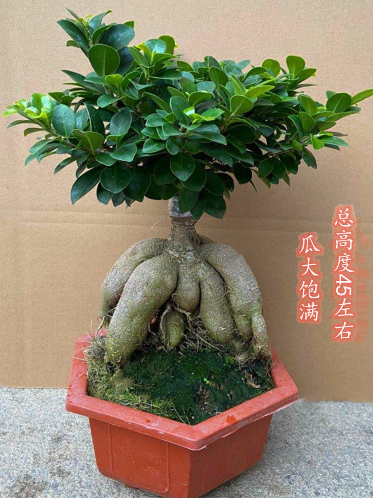 大型小叶榕树S造型8字盆景盆栽室内客厅植物人参榕树苗老桩绿植