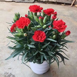 ����ܰ���Ԏ�����ʯ�񻨾Gɫ�ļ��_���҃��̨�͏d�Gֲ���ܺ��B��