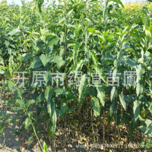 丛生耐寒丝棉木灌丛桃叶卫矛绿篱小树桃叶卫矛树球杯苗绿化苗木