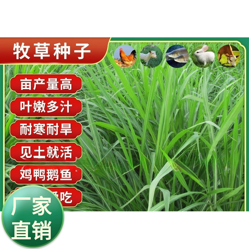 Четыре сезона корма Семена ржаной травы Семена кукурузы травы Семена цикория Фиолетовый люцерна Суданская трава рыбы травы сладкое сорго