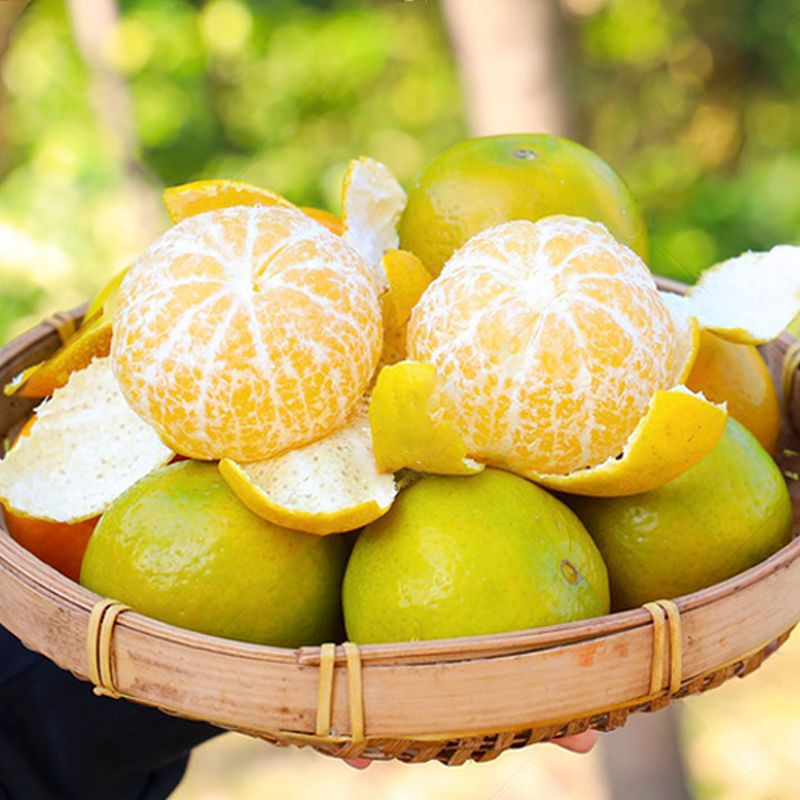 Emperor Kom[Gonggan]Guangxi Wuming Pellicle Full container fresh Citrus 3/9 Season Large fruit wholesale