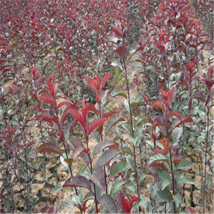 �|���L�ڳ����ͺ��������~����̘� �@�^�е��^�p���~�����