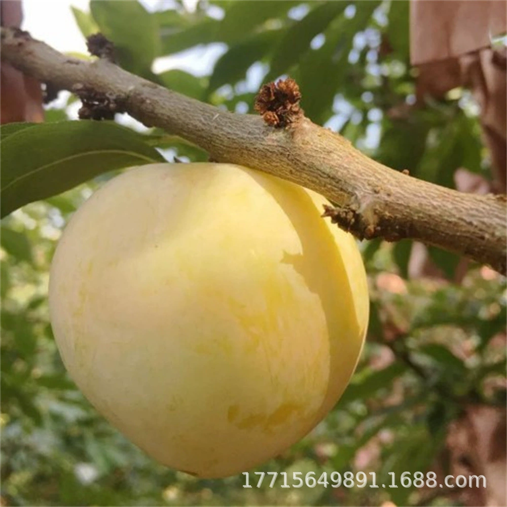 Пчелиный сахар Li Bing Sugar Li Huang Mi Na Li Qing Crisp Li Хрустящая красная рассада фруктов Li Zi Оптовая прививка Рассада фруктов высокого качества